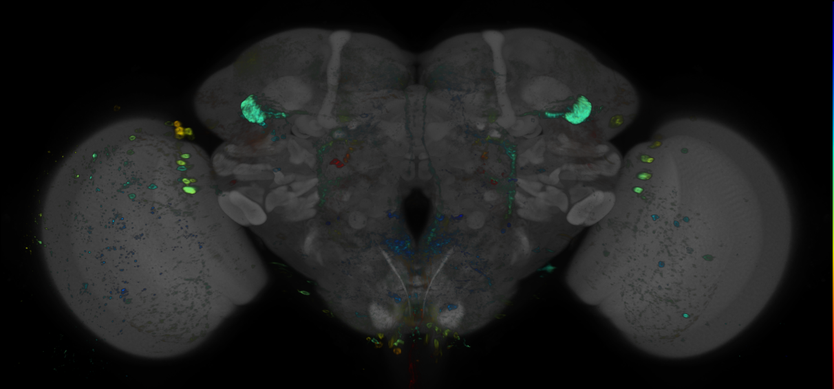 JRC_R80A06 GAL4 in the adult brain