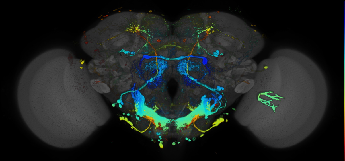P{GMR18E06-GAL4} expression pattern