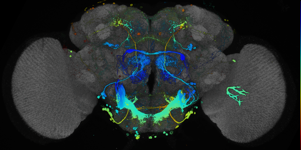 P{GMR18E06-GAL4} expression pattern