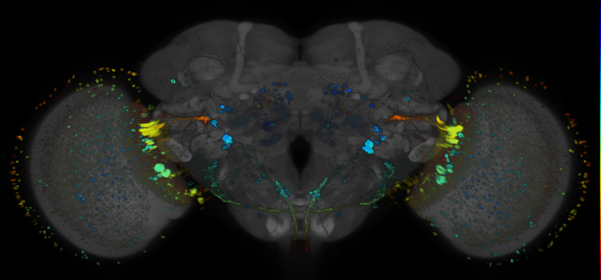 JRC_R71F06 GAL4 in the adult brain