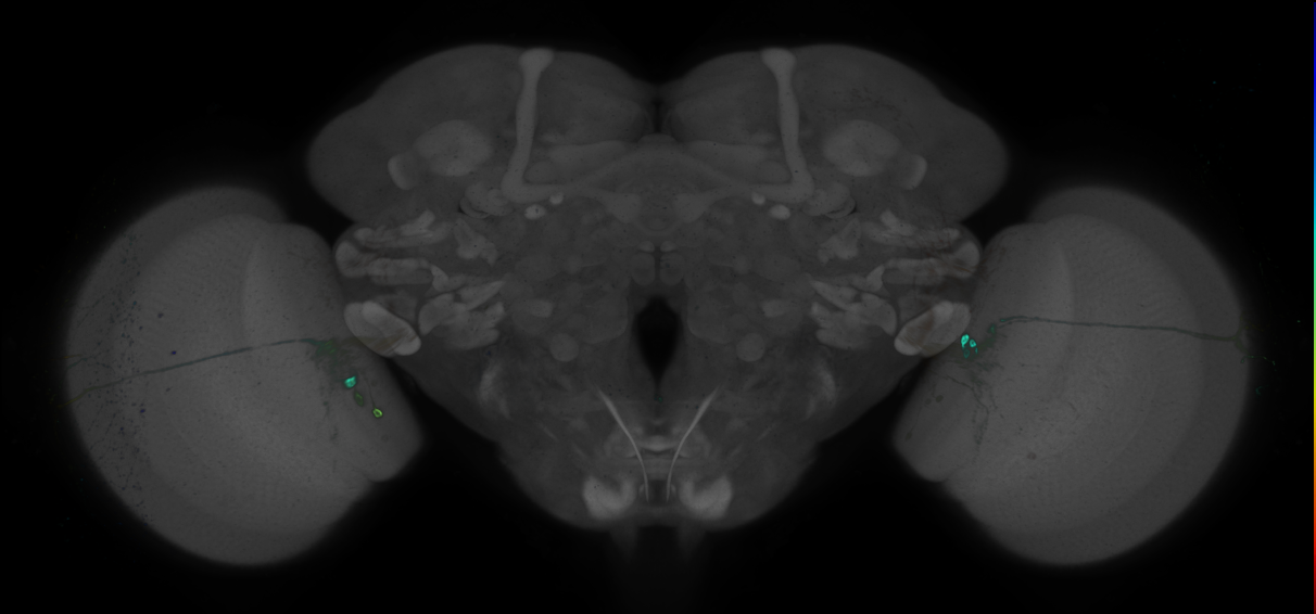 P{GMR79A08-GAL4} expression pattern