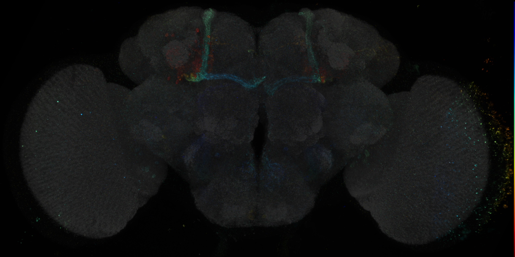 JRC_R60G12 GAL4 in the adult brain