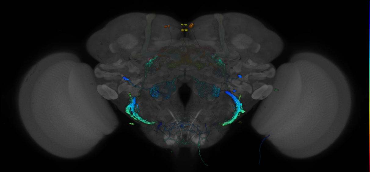 P{GMR84H05-GAL4} expression pattern