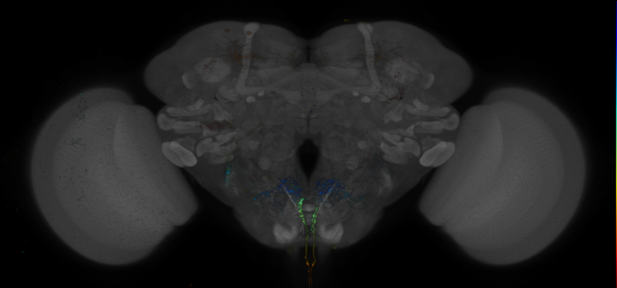 JRC_R75C07 GAL4 in the adult brain