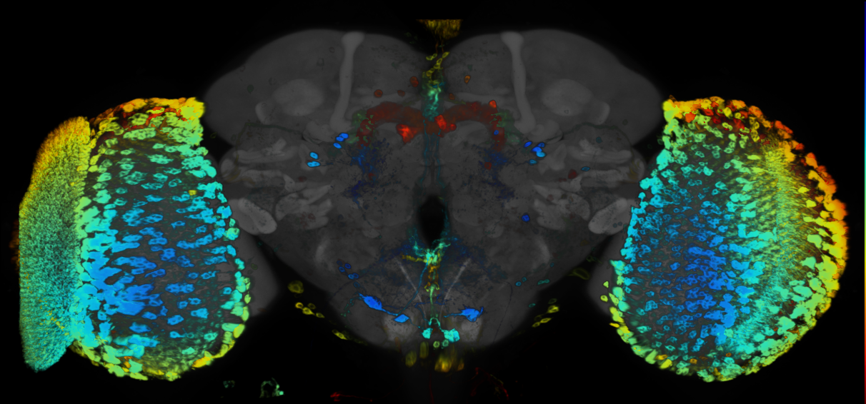 P{GMR80A12-GAL4} expression pattern