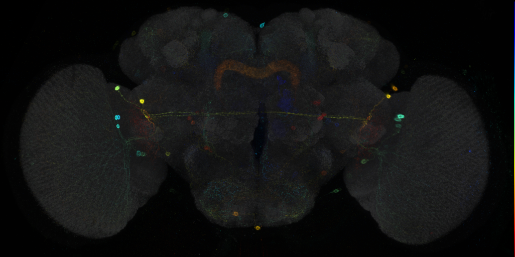 JRC_R91F08 GAL4 in the adult brain