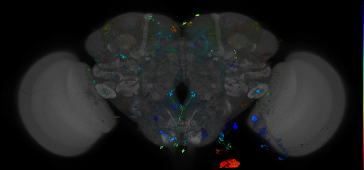 JRC_R84C11 GAL4 in the adult brain