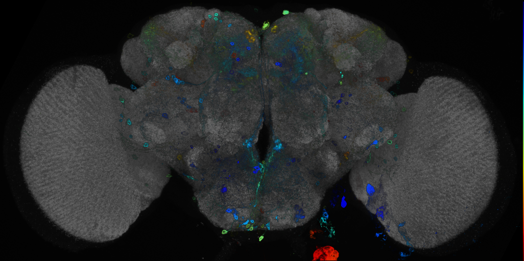 JRC_R84C11 GAL4 in the adult brain