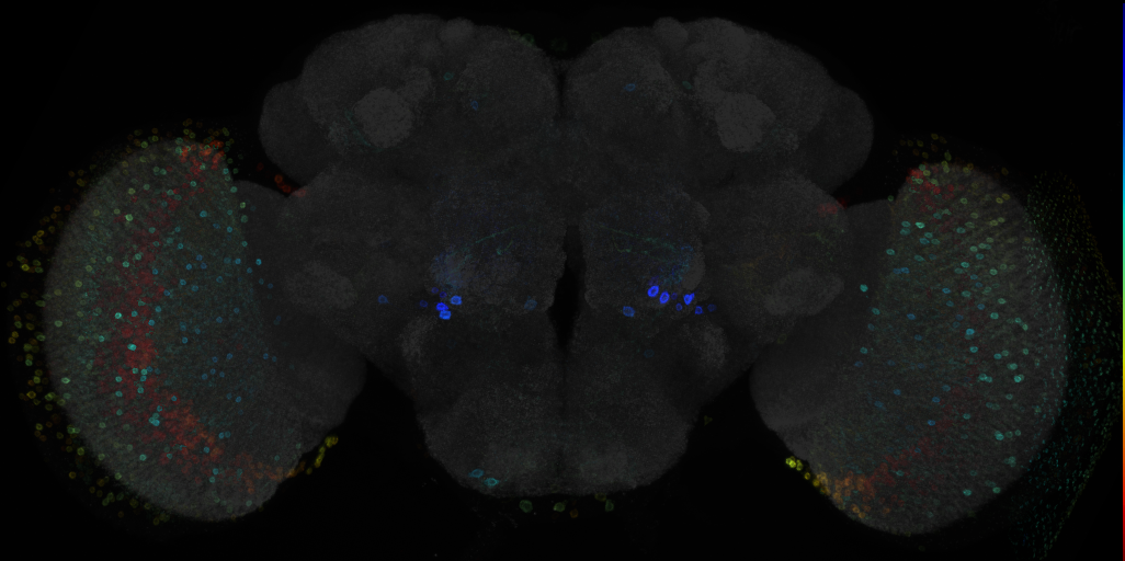 JRC_R67B08 GAL4 in the adult brain