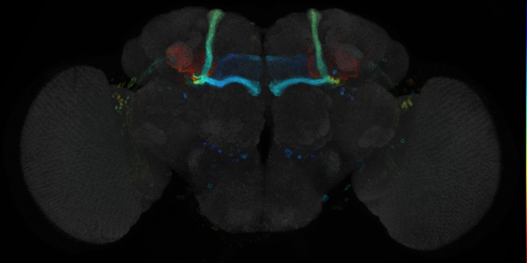 JRC_R59H10 GAL4 in the adult brain