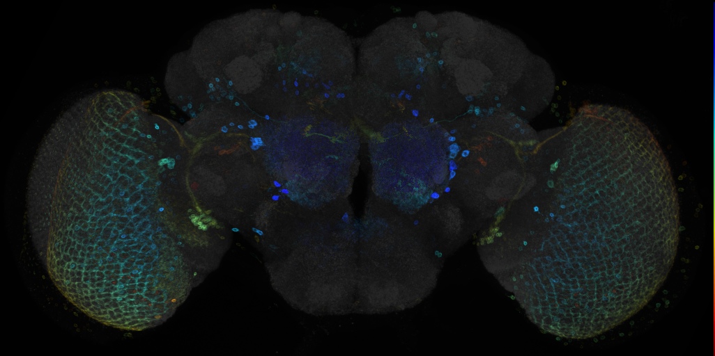 JRC_R71F11 GAL4 in the adult brain