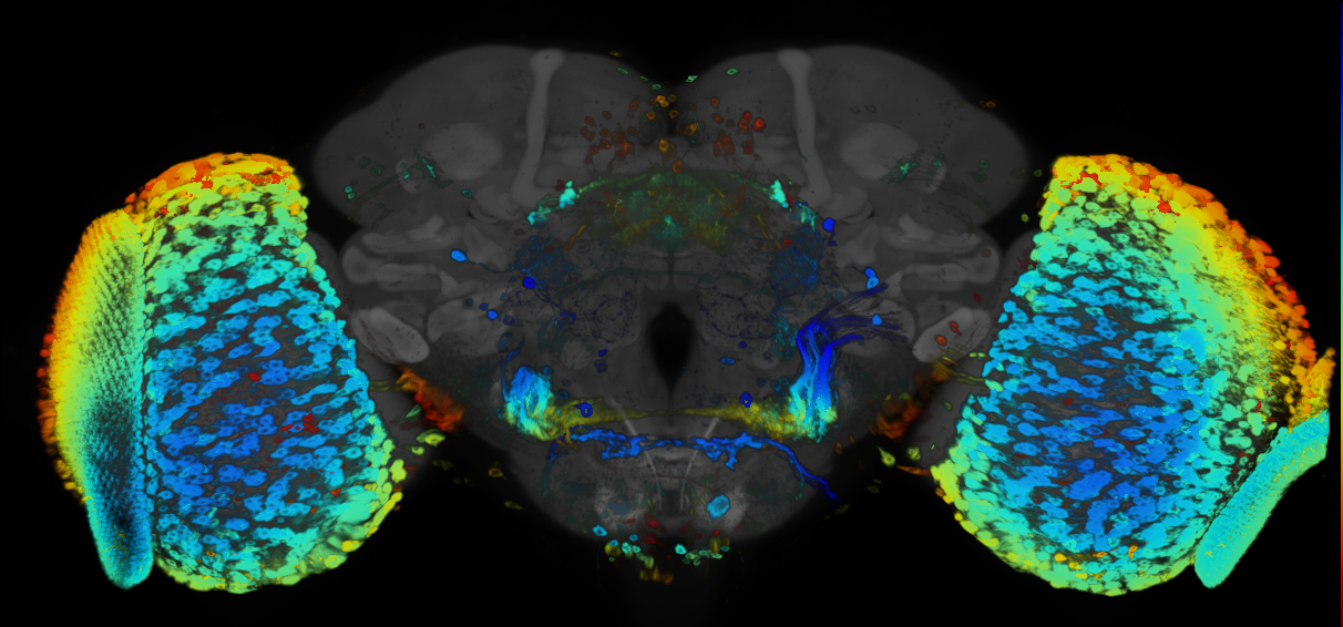 JRC_R89E04 GAL4 in the adult brain