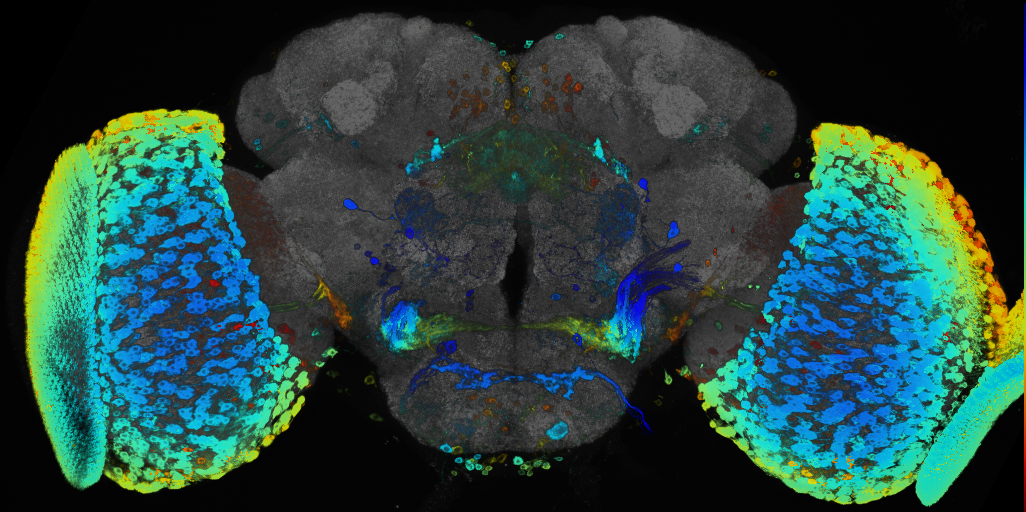 JRC_R89E04 GAL4 in the adult brain
