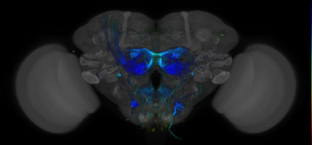 P{GMR56F10-GAL4} expression pattern
