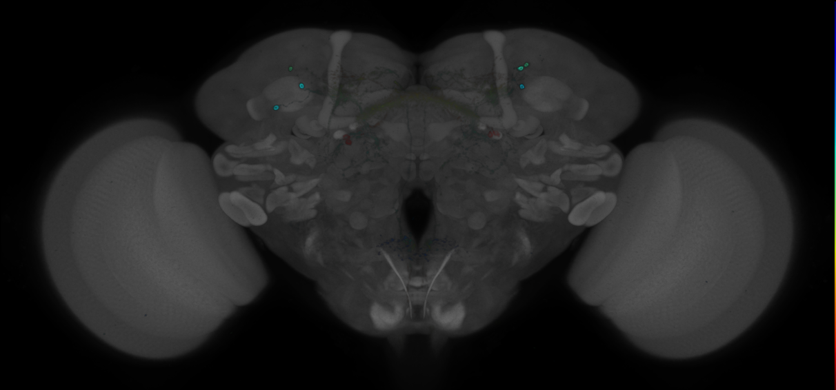 P{GMR19C06-GAL4} expression pattern