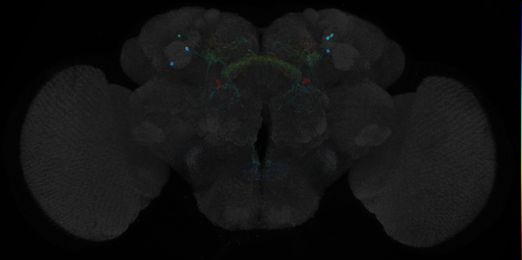 JRC_R19C06 GAL4 in the adult brain