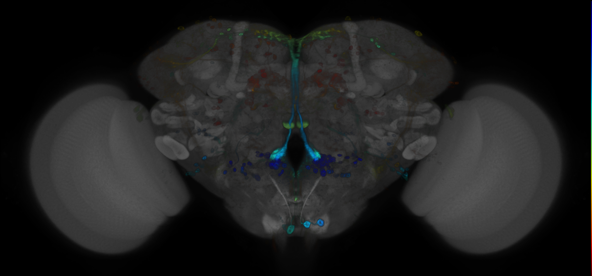 JRC_R41H07 GAL4 in the adult brain