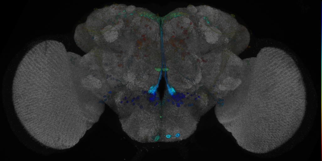 JRC_R41H07 GAL4 in the adult brain