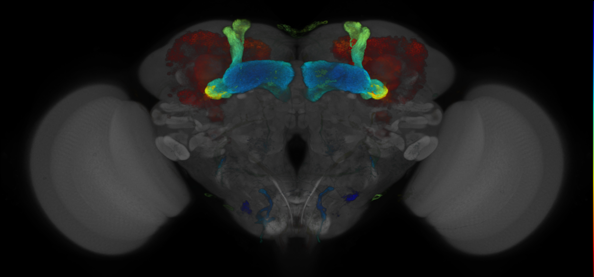JRC_R91D07 GAL4 in the adult brain