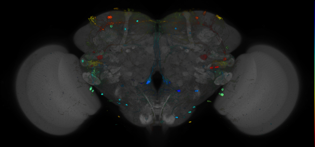 P{GMR21C04-GAL4} expression pattern