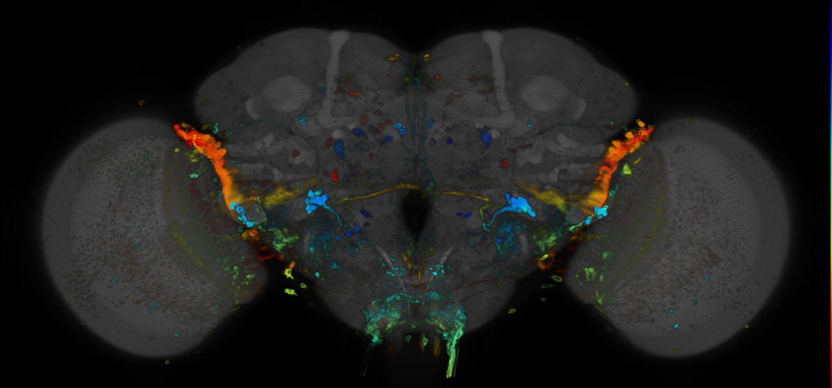 P{GMR59D06-GAL4} expression pattern