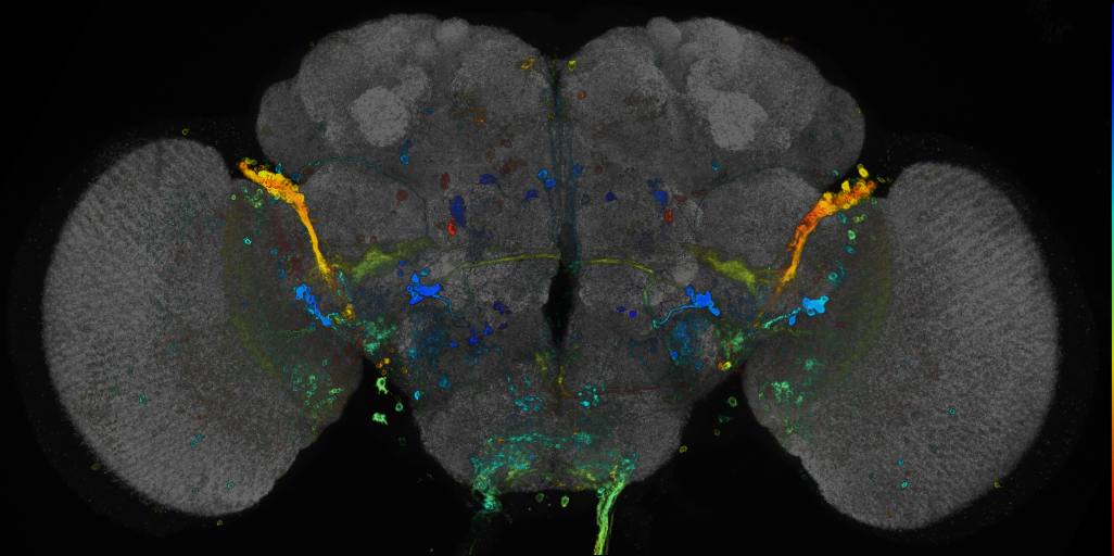 P{GMR59D06-GAL4} expression pattern