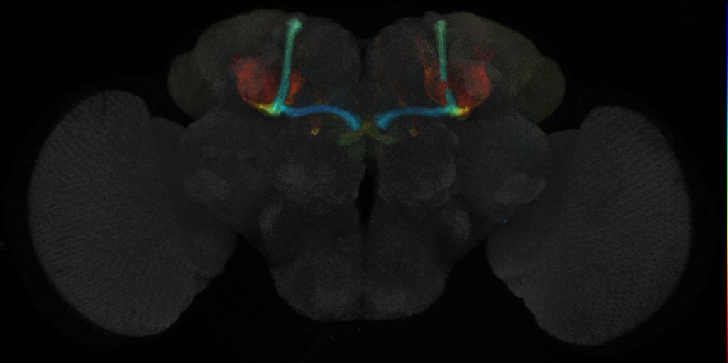 JRC_R71C09 GAL4 in the adult brain