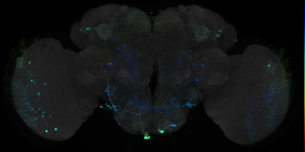 JRC_R84H02 GAL4 in the adult brain