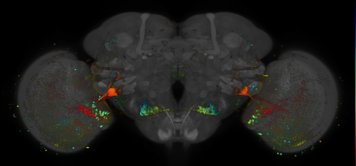 P{GMR21G08-GAL4} expression pattern
