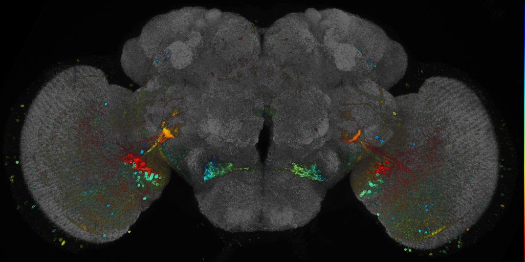 P{GMR21G08-GAL4} expression pattern