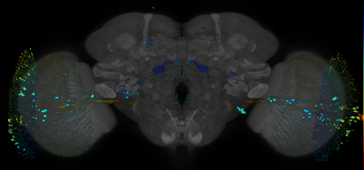 P{GMR93F12-GAL4} expression pattern