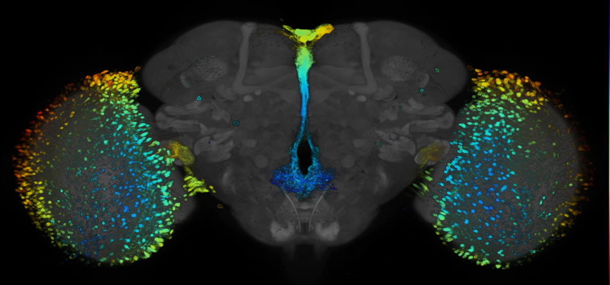 P{GMR95E11-GAL4} expression pattern