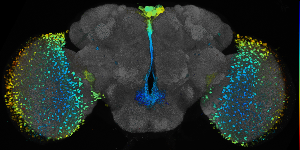 P{GMR95E11-GAL4} expression pattern