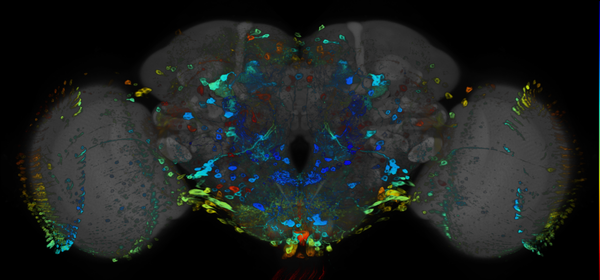 JRC_R31H04 GAL4 in the adult brain
