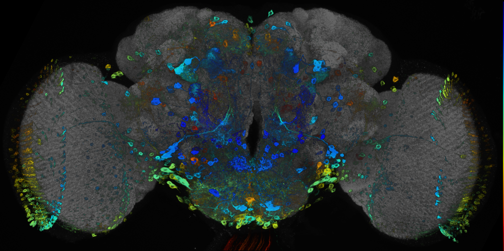 JRC_R31H04 GAL4 in the adult brain