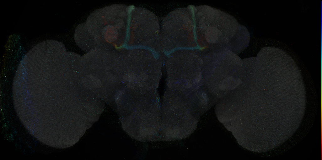 JRC_R25C09 GAL4 in the adult brain