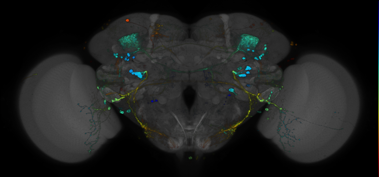 JRC_R58F07 GAL4 in the adult brain