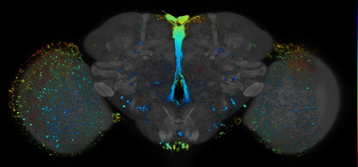 JRC_R48G05 GAL4 in the adult brain
