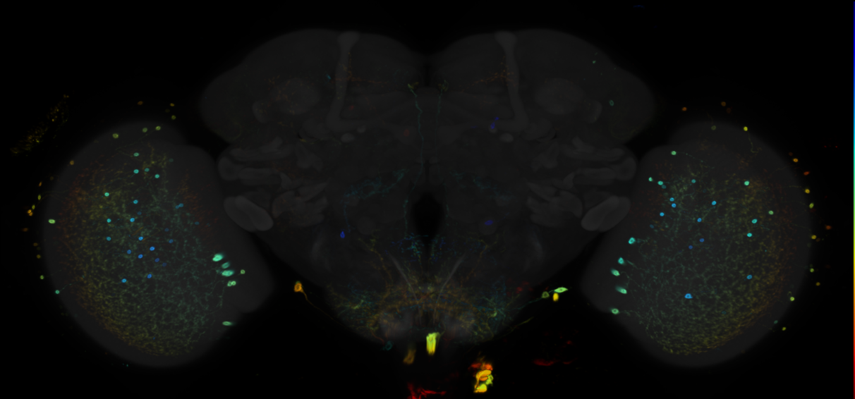JRC_R35B05 GAL4 in the adult brain
