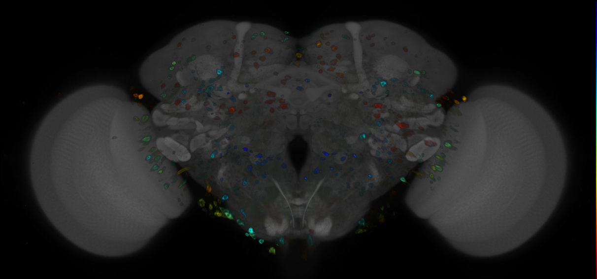 P{GMR21E07-GAL4} expression pattern
