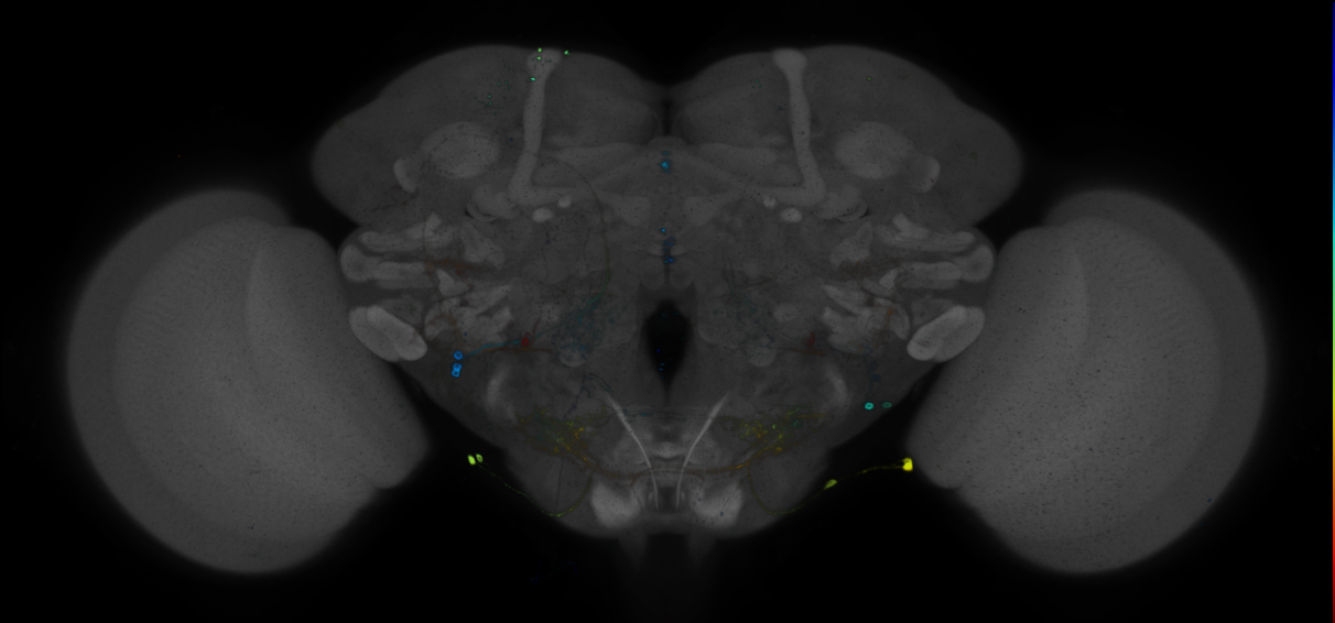 JRC_R33G07 GAL4 in the adult brain