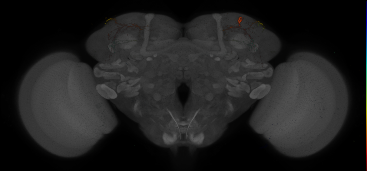 JRC_R76A03 GAL4 in the adult brain