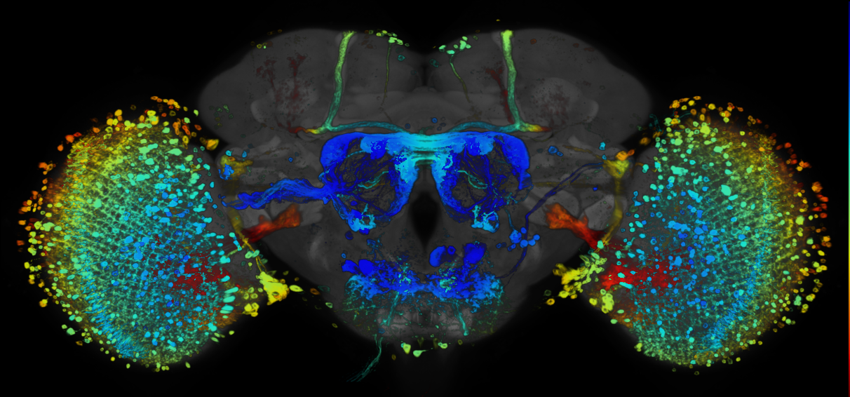 JRC_R67C07 GAL4 in the adult brain