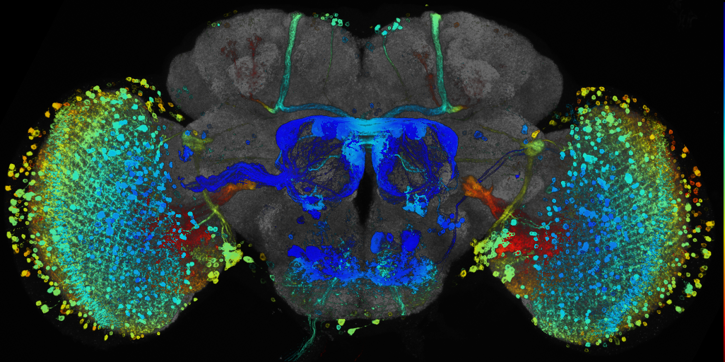 JRC_R67C07 GAL4 in the adult brain