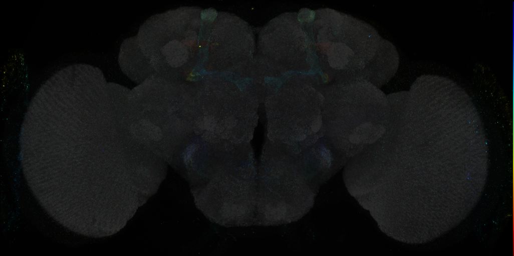 JRC_R75A06 GAL4 in the adult brain