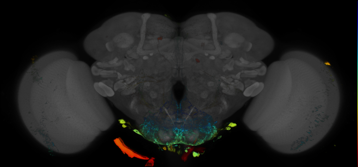 P{GMR27E09-GAL4} expression pattern