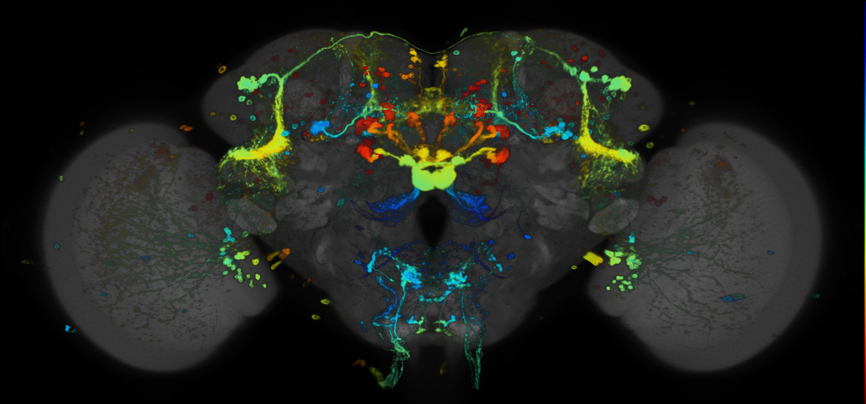 P{GMR15D05-GAL4} expression pattern