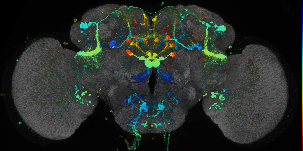 P{GMR15D05-GAL4} expression pattern