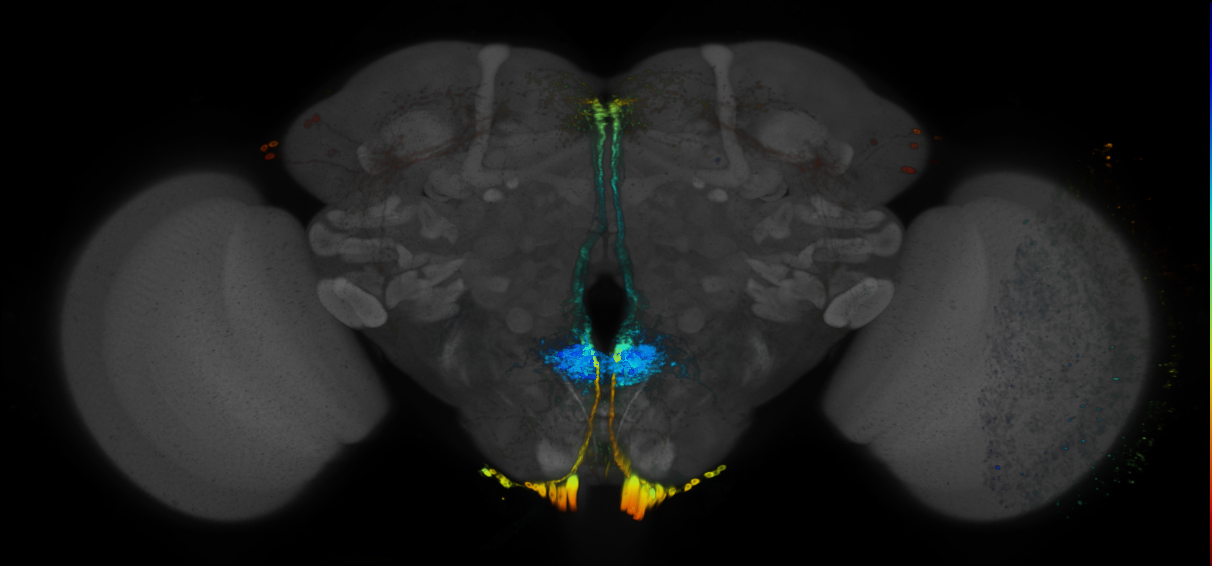 JRC_R81E08 GAL4 in the adult brain
