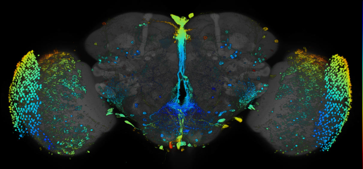 P{GMR35C05-GAL4} expression pattern